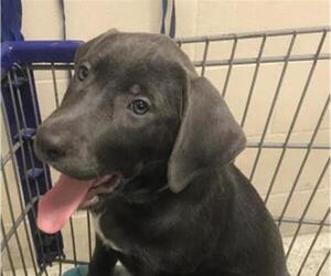 Shepradors Dogs for adoption in Conroe, TX, USA