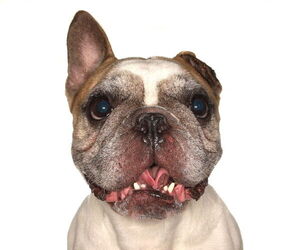 French Bulldog Dogs for adoption in Oakland Park, FL, USA
