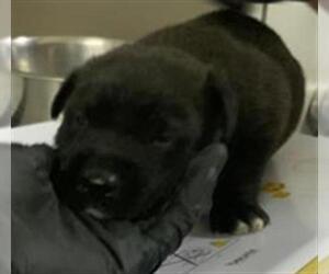 American Pit Bull Terrier-Unknown Mix Dogs for adoption in Visalia, CA, USA
