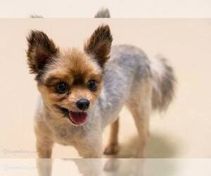 Pomeranian Dogs for adoption in Belleuve, NE, USA