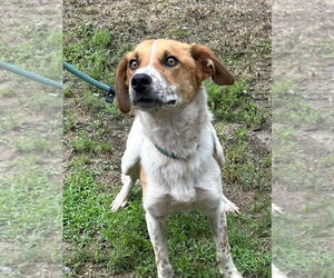 Mutt Dogs for adoption in Tarboro, NC, USA