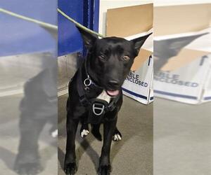 Mutt Dogs for adoption in Bakersfield, CA, USA