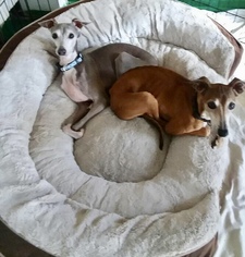 Italian Greyhound Dogs for adoption in Fort Pierce, FL, USA