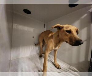 Carolina Dog-Unknown Mix Dogs for adoption in Houston, TX, USA