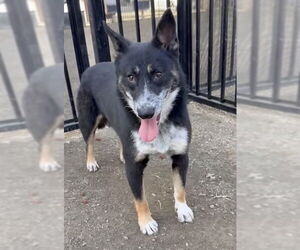 Mutt Dogs for adoption in Riverside, CA, USA