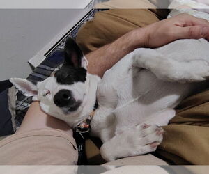 Mutt Dogs for adoption in Aurora, CO, USA