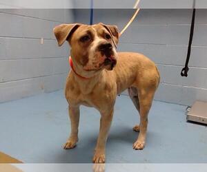 American Pit Bull Terrier-Unknown Mix Dogs for adoption in Moreno Valley, CA, USA