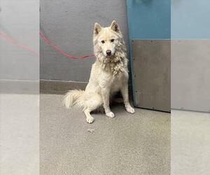 Huskies -Unknown Mix Dogs for adoption in Las Vegas, NV, USA