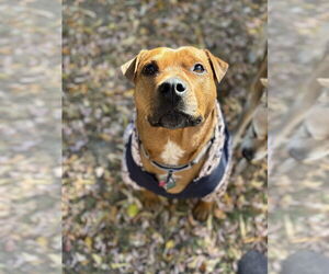 Mutt Dogs for adoption in Fort Collins, CO, USA