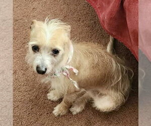 Mutt Dogs for adoption in Spring Lake, NC, USA