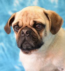 Pug Dogs for adoption in Eureka, CA, USA