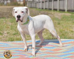 Bullboxer Pit Dogs for adoption in Mt Vernon, IN, USA