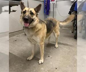 German Shepherd Dog Dogs for adoption in Camarillo, CA, USA