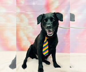 Labrador Retriever-Unknown Mix Dogs for adoption in Manahawkin, NJ, USA