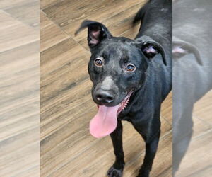 Labrador Retriever-Unknown Mix Dogs for adoption in Hilton Head, SC, USA