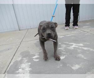 American Pit Bull Terrier Dogs for adoption in Louisville, KY, USA