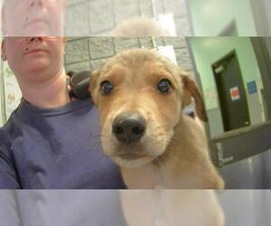 German Shepherd Dog-Unknown Mix Dogs for adoption in Tulsa, OK, USA