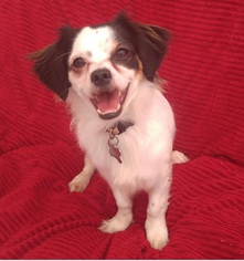 Doxie-Chin Dogs for adoption in El Cajon, CA, USA