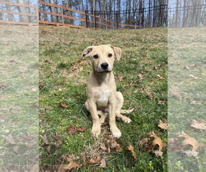 Retriever -Unknown Mix Dogs for adoption in Greenville, SC, USA