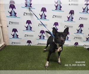 Akita-American Pit Bull Terrier Mix Dogs for adoption in Orlando, FL, USA