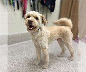 Poodle (Standard)-Siberian Husky Mix Dogs for adoption in Brighton, CO, USA