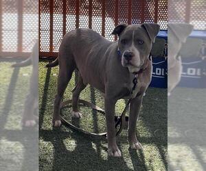Mutt Dogs for adoption in Las Vegas, NV, USA