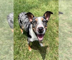 Border Collie-Catahoula Leopard Dog Mix Dogs for adoption in Conroe, TX, USA