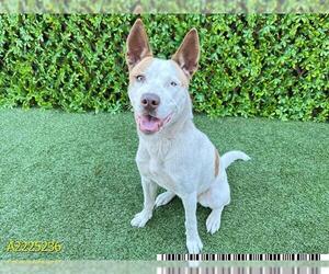 Basenji Dogs for adoption in West Palm Beach, FL, USA