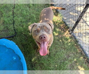 Mutt Dogs for adoption in Tulsa, OK, USA