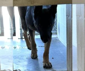 German Shepherd Dog-Unknown Mix Dogs for adoption in Rosenberg, TX, USA