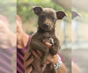 Chihuahua-Unknown Mix Dogs for adoption in Santa Maria, CA, USA
