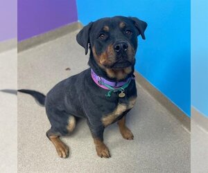 Rottweiler Dogs for adoption in Aurora, CO, USA