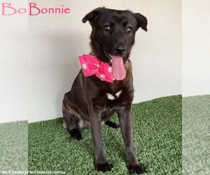 Labrador Retriever-Unknown Mix Dogs for adoption in San Diego, CA, USA