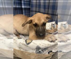 German Shepherd Dog Dogs for adoption in Rosenberg, TX, USA