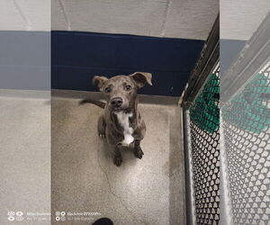 Mutt Dogs for adoption in Sterling, MA, USA