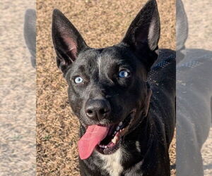 Medium Photo #11 Australian Kelpie-Unknown Mix Puppy For Sale in Canton, CT, USA