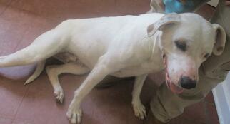 American Bulldog-Unknown Mix Dogs for adoption in Ozark, AL, USA