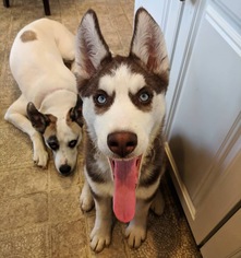 Alaskan Husky Dogs for adoption in Silver Spring, MD, USA