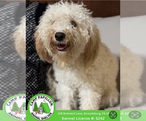 Bichon Frise Dogs for adoption in Stroudsburg, PA, USA