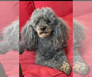Poodle (Miniature) Dogs for adoption in Coventry, RI, USA