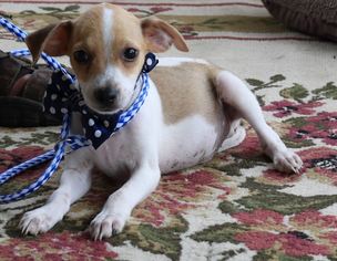 Medium Photo #1 Rat Terrier Puppy For Sale in Bandera, TX, USA