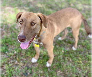 Labrador Retriever-Unknown Mix Dogs for adoption in Boston, MA, USA