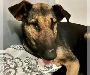 German Shepherd Dog-Unknown Mix Dogs for adoption in Stockton, CA, USA