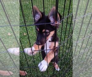 German Shepherd Dog Dogs for adoption in Oakhurst, NJ, USA