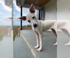 Labrador Retriever Dogs for adoption in Monkton, MD, USA