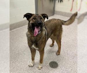 German Shepherd Dog-Unknown Mix Dogs for adoption in Brighton, CO, USA