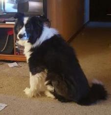Border Collie Dogs for adoption in Waseca, MN, USA