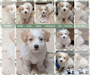 Medium Photo #2 Mutt Puppy For Sale in Mesa, AZ, USA