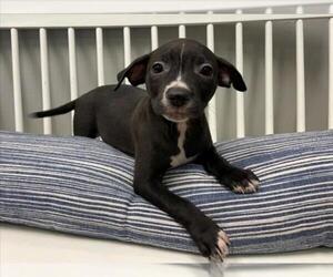 Plott Hound-Unknown Mix Dogs for adoption in Plano, TX, USA