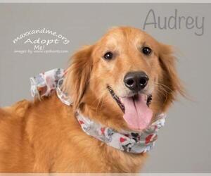 Golden Retriever Dogs for adoption in Tampa, FL, USA